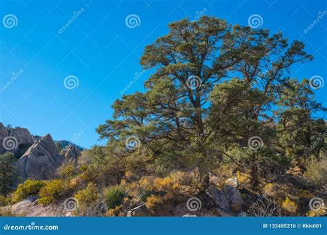 Evergreen Tree In California Desert Stock Photo Image Of Nevada
