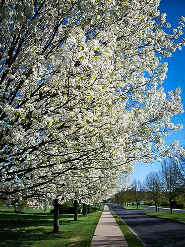 They'll add colors to your life while sprucing up your surroundings. White Dogwood For Sale Online | The Tree Center™