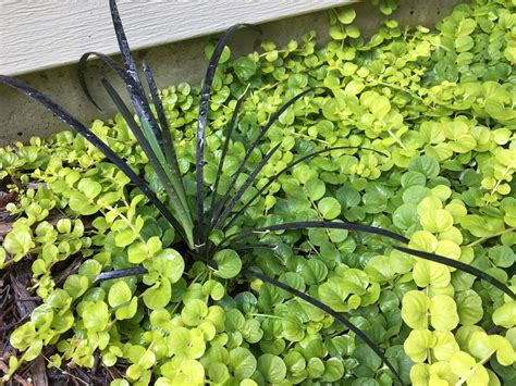 Black mondo grass will grow to be about 15 inches tall at maturity, with a spread of 12 inches. Great Combo: Black Mondo Grass and Golden Moneywort ...