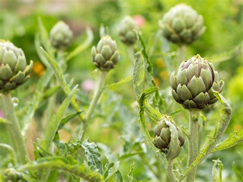 Artichoke Pests And Disease Help For Artichoke Plants Under Attack