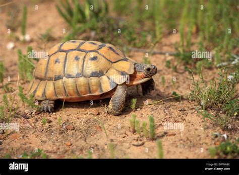 Angulate Tortoise Chersina Angulata Adult Male Stock Photo Alamy