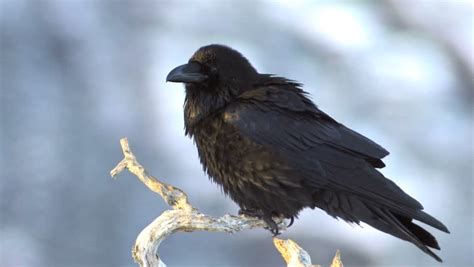 Raven Perched On Branch Stock Footage Video 2084828 Shutterstock