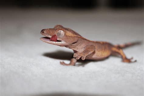 40 Best Crested Gecko Name Ideas Male Female Cute Funny