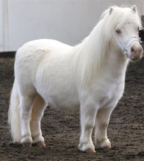 Joleba Miniature Glass Eyed White Cremello Miniature Shetland Pony