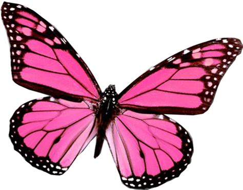 Download the butterfly, insects png on freepngimg for free. Download HD Mariposa Png De Juli González- - Pink ...