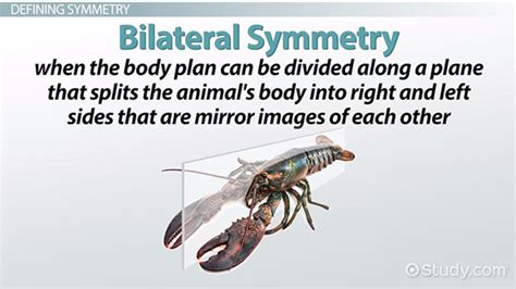 Bilateral Symmetry Definition Examples And Advantages Video And Lesson