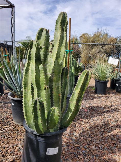 Senita Cactus Lophocereus Shottii Treeland Nurseries
