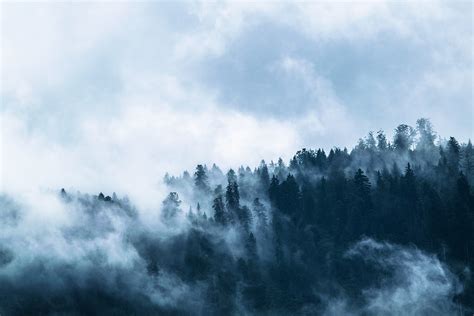 Photo Of Fogs And Pine Trees During Daytime Hd Wallpaper Wallpaper Flare