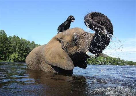 This Elephant And Dog Are Best Friends Forever 10 Pics