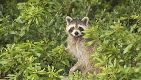 How Do Animals Adapt To The Temperate Rainforest Sciencing