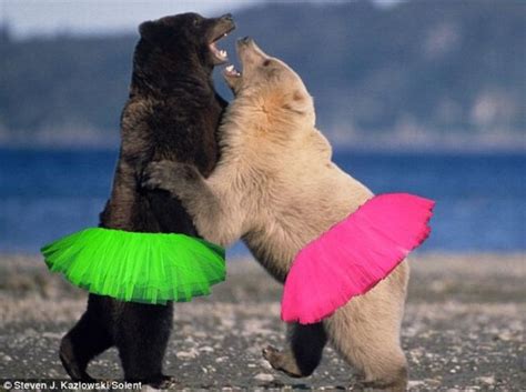 Dancing Bears Funny Com