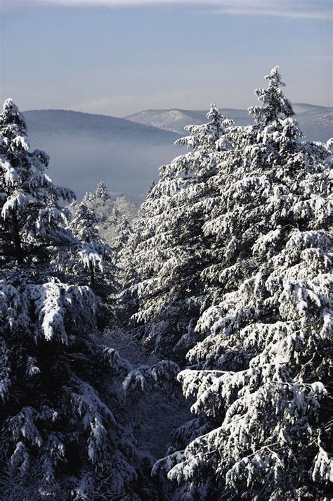 Sfondi Alberi Paesaggio Foresta La Neve Inverno Abete Rosso