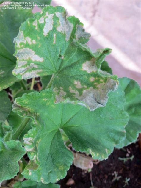 Garden Pests And Diseases Geranium Leaf Problem 1 By Wyldonion