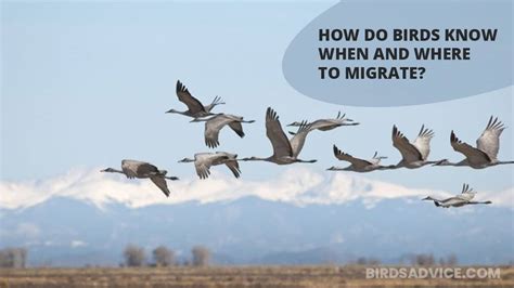 How Do Birds Know When And Where To Migrate