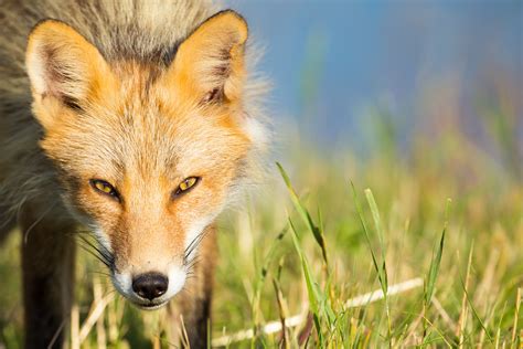 Red Fox On Kodiak Refuge Credit Lisa Huppusfws Flickr