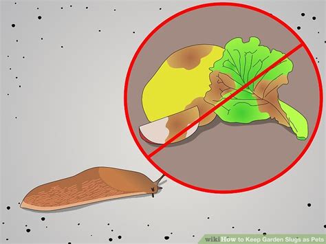 Find out how to set up a pet garden what temperature and humidity should i keep my pet garden snail at? How to Keep Garden Slugs as Pets: 6 Steps (with Pictures)