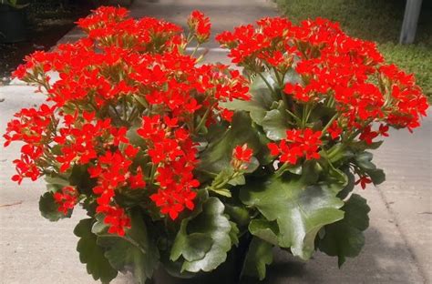 The plant often shows the best color in medium or indirect light indoors. Plants are the Strangest People: List: Houseplants That Have Red Flowers