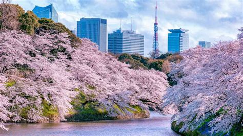 10 Tempat Di Tokyo Untuk Melihat Bunga Sakura Di Musim Semi Ini