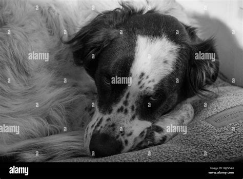 Close Up Of Dog Lying Down Stock Photo Alamy