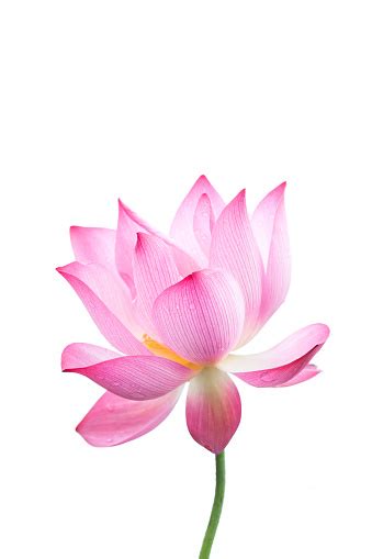 Dreamstime is the world`s largest stock photography community. Lotus Flower Closeup In White Background Stock Photo ...