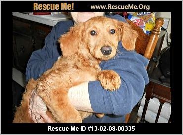 Getting a rescue dog is an amazing. Golden Retriever Rescue Ohio | Miniature goldendoodle ...