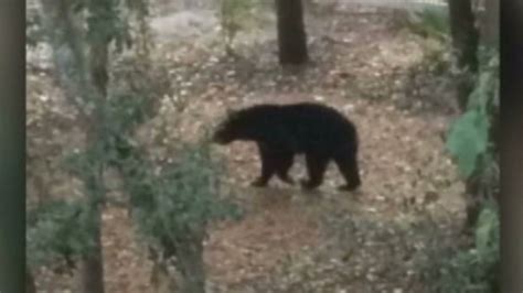 Bear Drags Florida Woman From Garage
