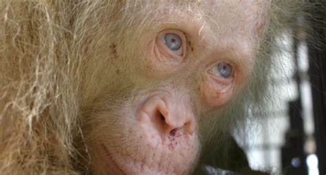 LOOK Rare Blue Eyed Albino Orangutan Rescued From Captivity In