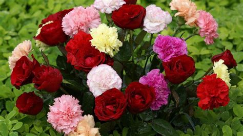 We did not find results for: Beautiful Flowers Hd Wallpaper 53 : Wallpapers13.com