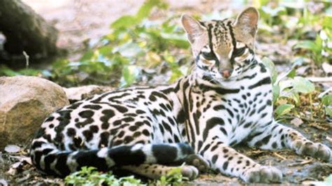La Hermosa Fauna De Costa Rica Youtube