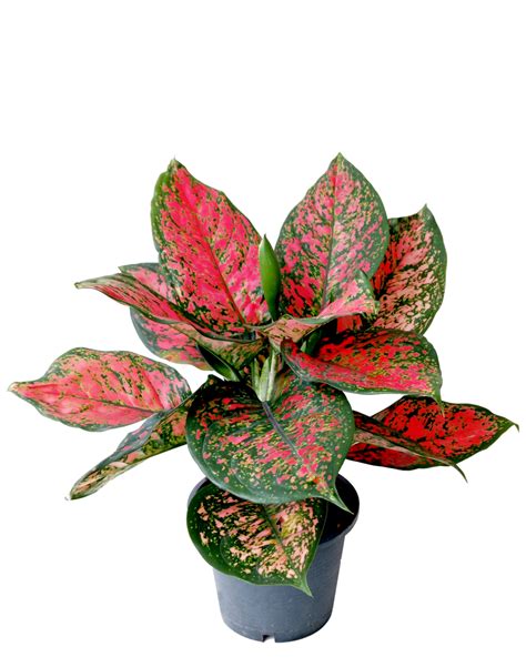 Even plants next to a window may not be receiving enough of a certain part of the color spectrum. Aglaonema Hybrid