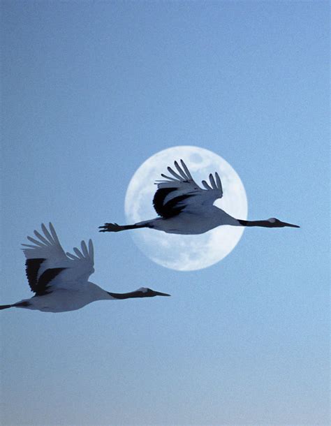 Two Japanese Cranes Flying Past Moon At By Grant Faint