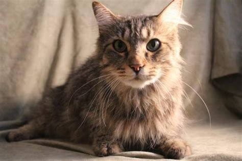 Domestic Long Hair Tiger Medium Adult Male Cat For Sale In