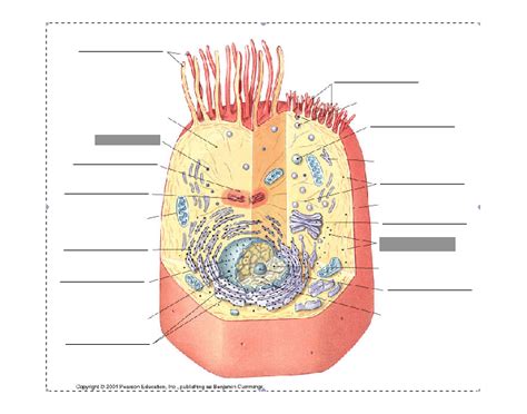 If so, you may need to memorize the animal cell, its organelles, and their functions. label organelles of cell