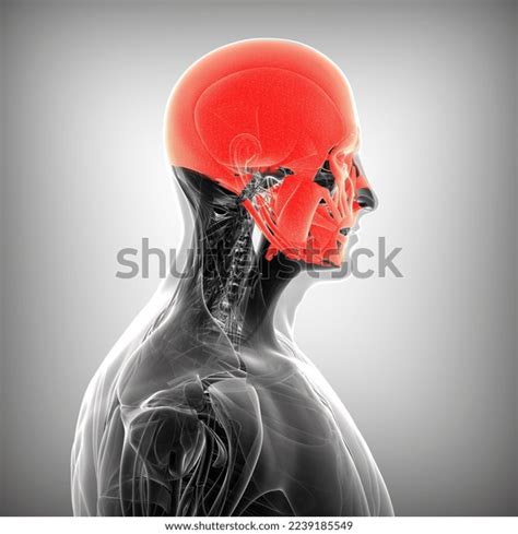Human Male Skull Muscles Anatomy Medical Stock Illustration 2239185549