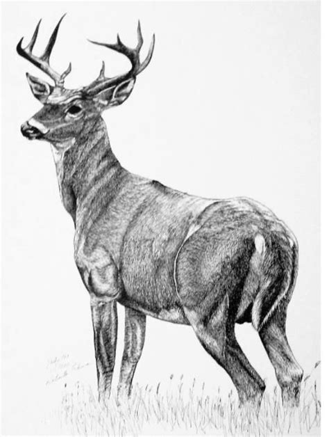 Yessy Roberta Ekman Gallery White Tail Deer Deer Drawing