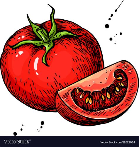 Tomato Drawing Isolated Tomato And Sliced Vector Image