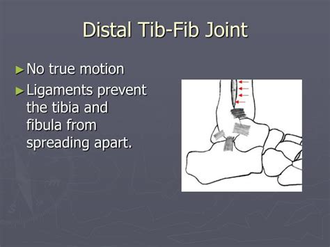 Tib Fib Anatomy