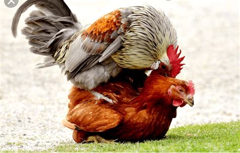 Comment Se Fait L Accouplement Chez La Poule Mobilelabo