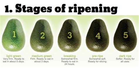1 ripening stages avocado health benefits avocado ripeness benefits of avocado