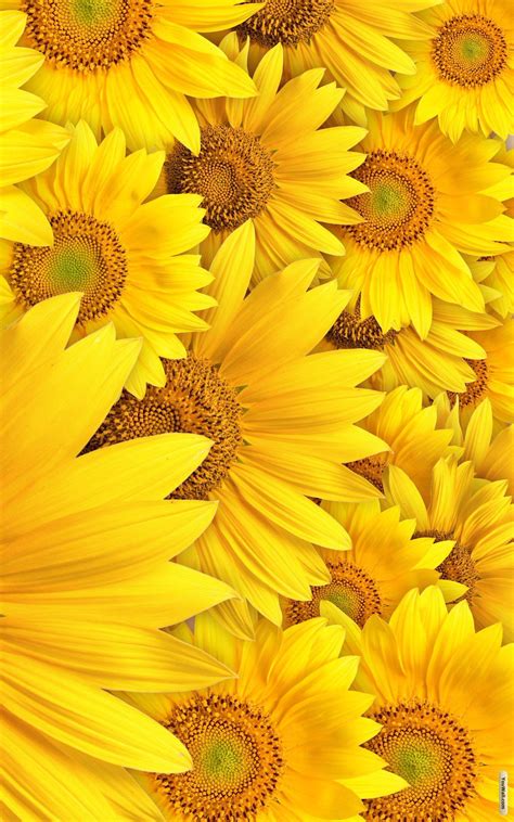 A Large Group Of Yellow Sunflowers Are Shown