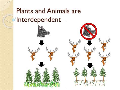 Top 136 Interdependence Of Plants And Animals Examples