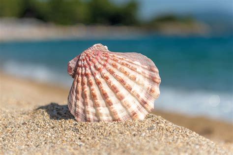 Vacances à la plage Peut-on ramener des coquillages