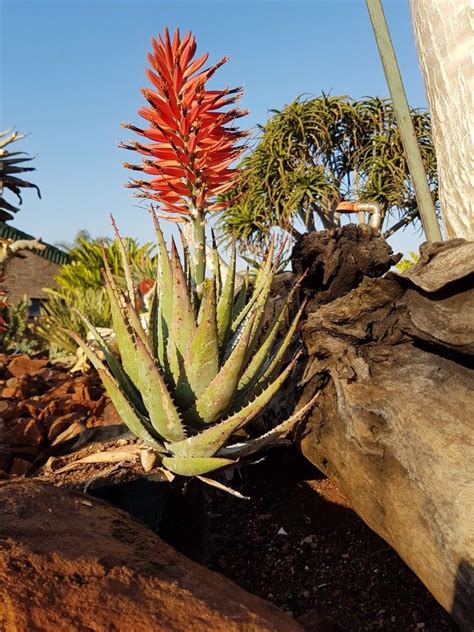 Aloe Hybrid In Flower Johans Hybrids July 2017 African Plants