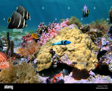 Underwater Colorful Sea Life With Mustard Hill Coral And Tropical Fish