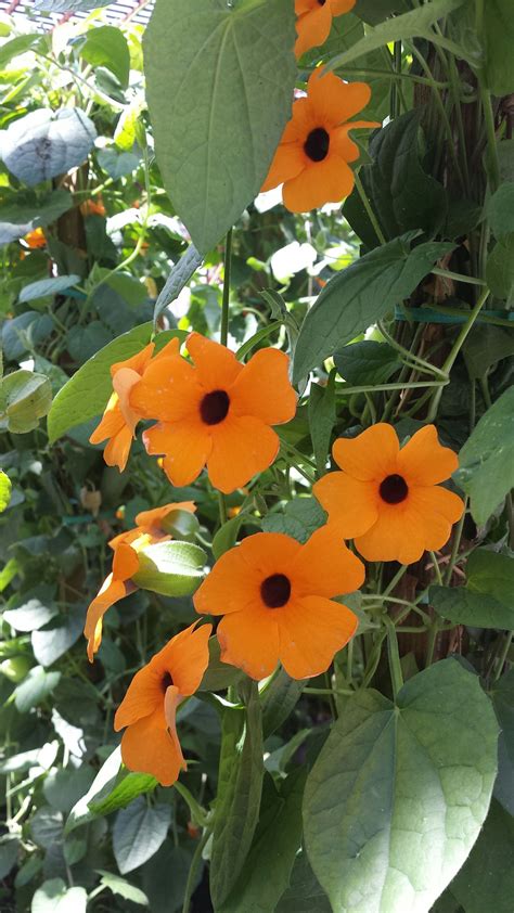 Orange ornamental tree flowers photos. Orange Black Eyed Susan Vine Thunbergia alata | Plants ...