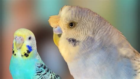 Budgies Sounds Lonely Birds To Make Them Happy Youtube