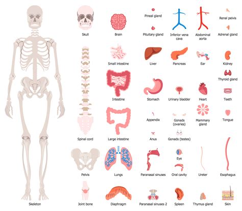 DIAGRAM Female Anatomy Diagram Organs MYDIAGRAM ONLINE