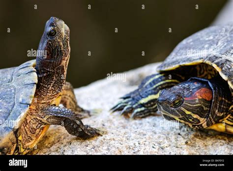 Two Red Eared Slider Turtles Sitting On Rock Stock Photo Alamy