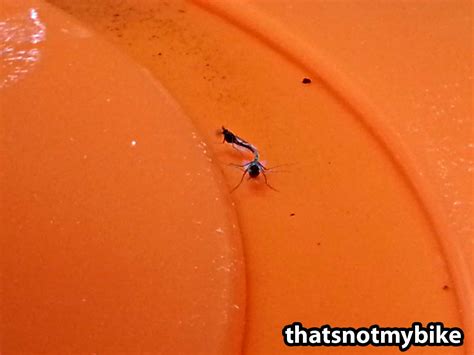 How To Get Rid Of Fungus Gnats For Good Grow Weed Easy