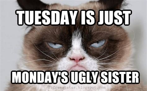 Tuesday Funny Quotes Tuesday Quotes Funny Tuesday Meme Tuesday Quotes